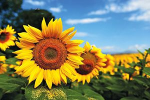 國家糧油信息中心：預(yù)計 2021/22 年度我國進(jìn)口大豆 9100 萬噸