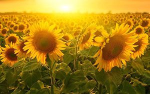 截至3月26日，2022/23年度歐盟大豆進(jìn)口量同比下滑14%