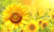 美國農(nóng)業(yè)部：大豆播種進度為9%，高于歷史同期均值