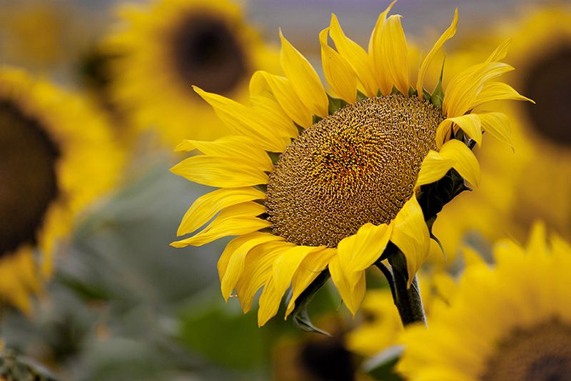 在艾格多的逐夢之旅